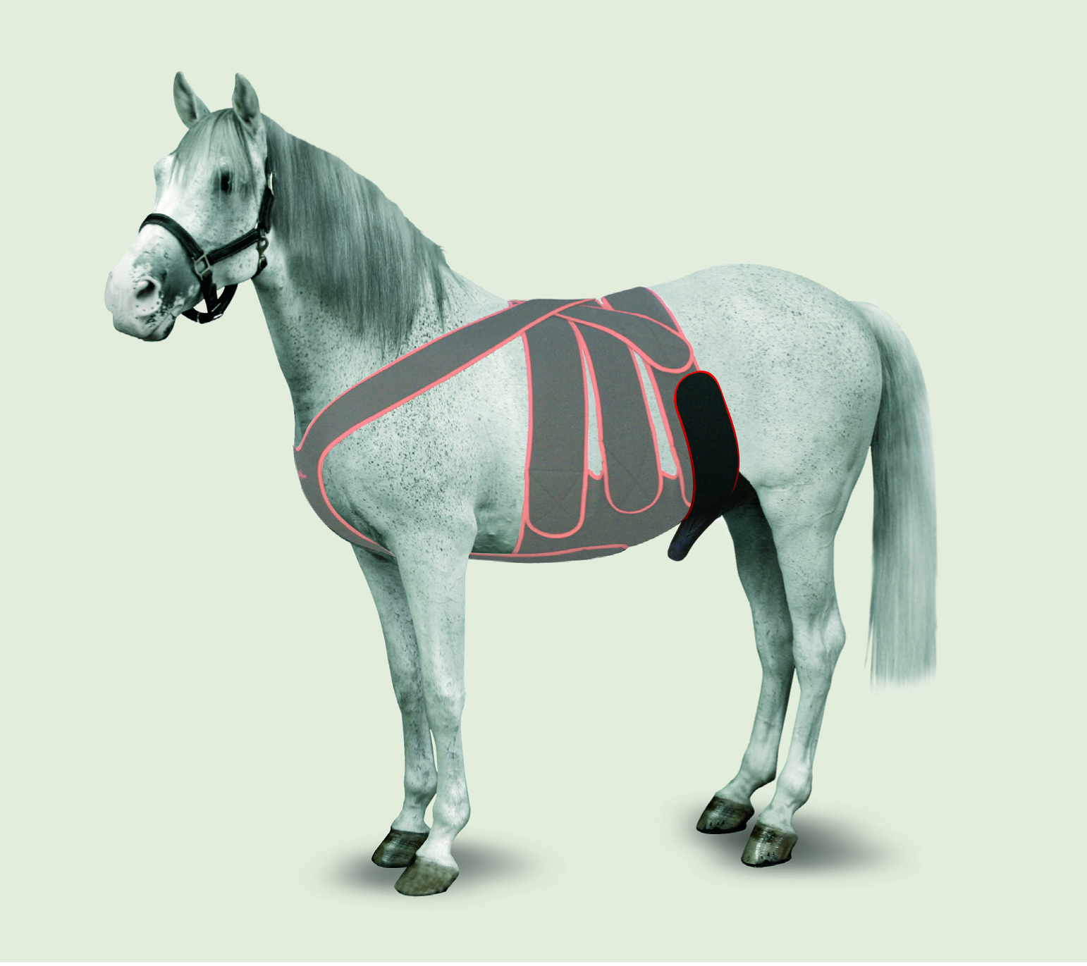 KRUUSE Equine Scrotum Strap, M