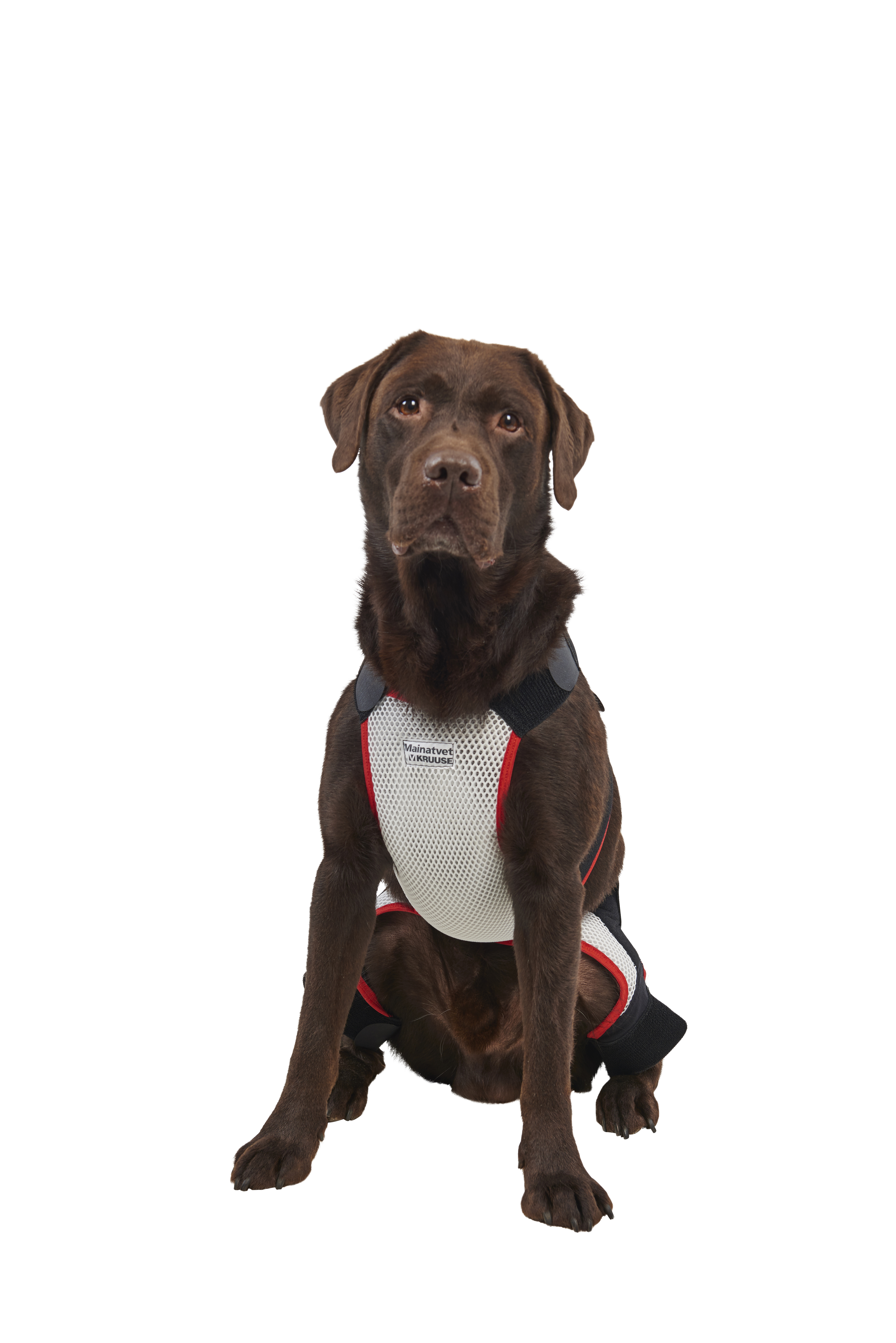 KRUUSE Abdominal female dog  belt, small breed, XS
