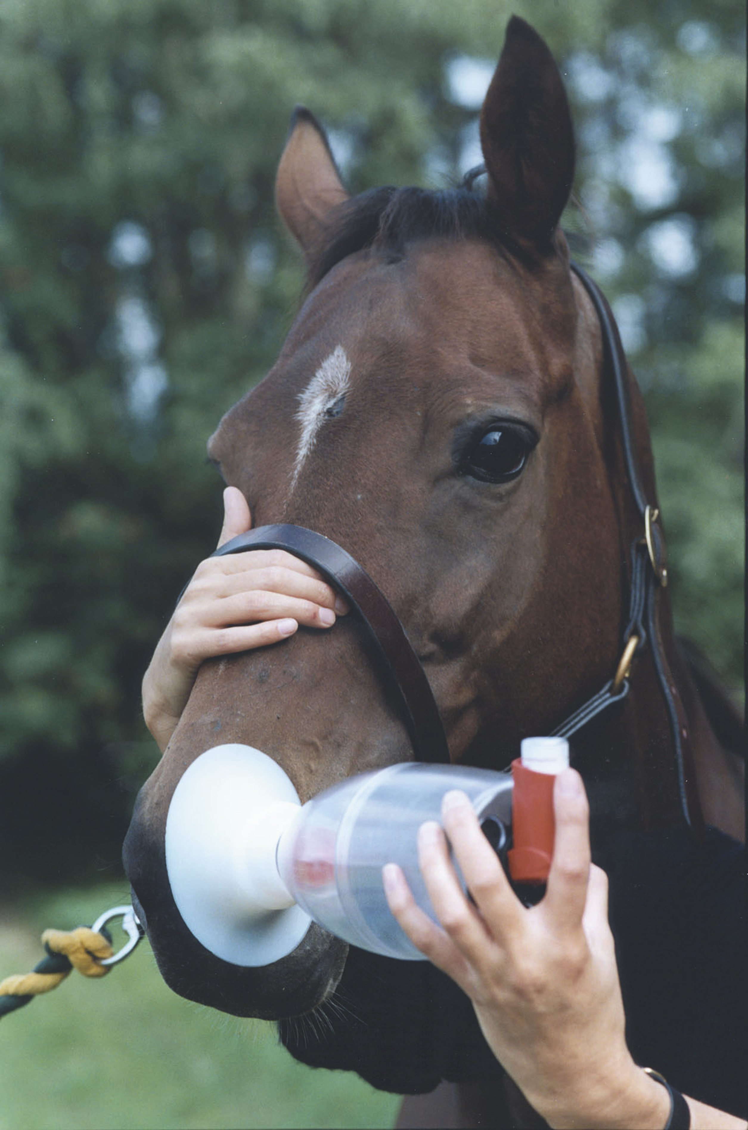 Equine Haler, inhalation mask