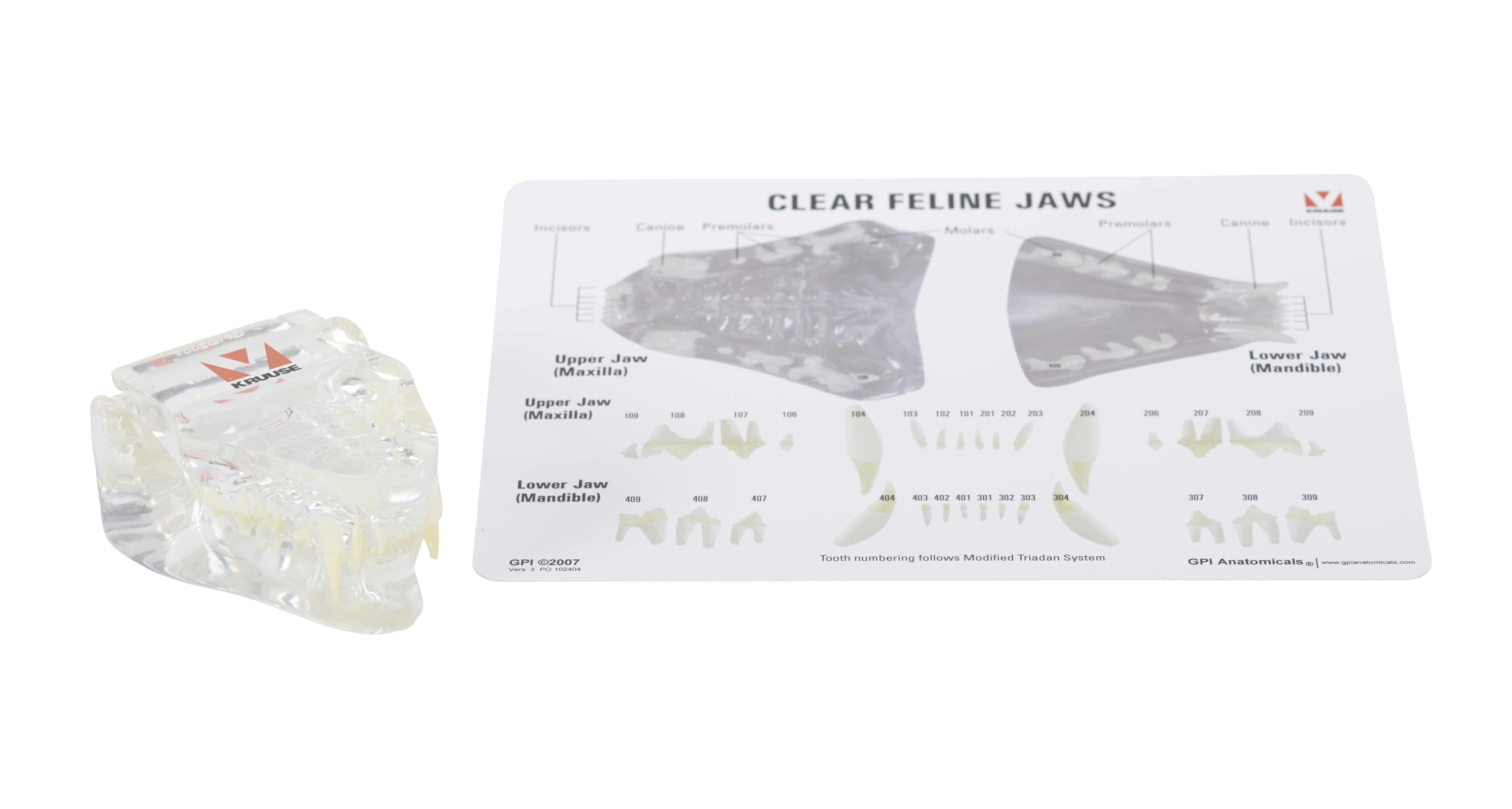 KRUUSE Feline dental anatomy model, w/information card