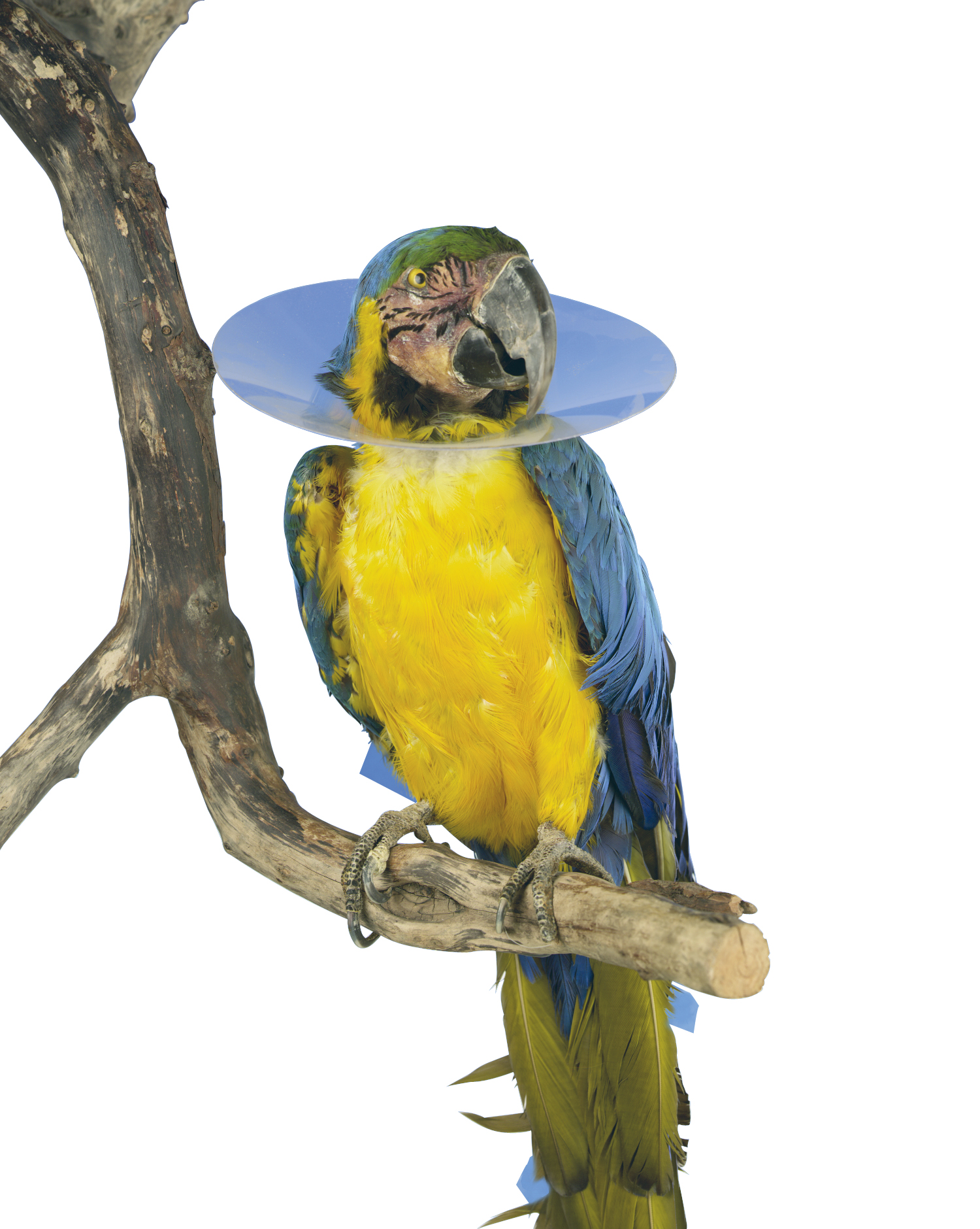 BUSTER Bird Collar, 10/pk