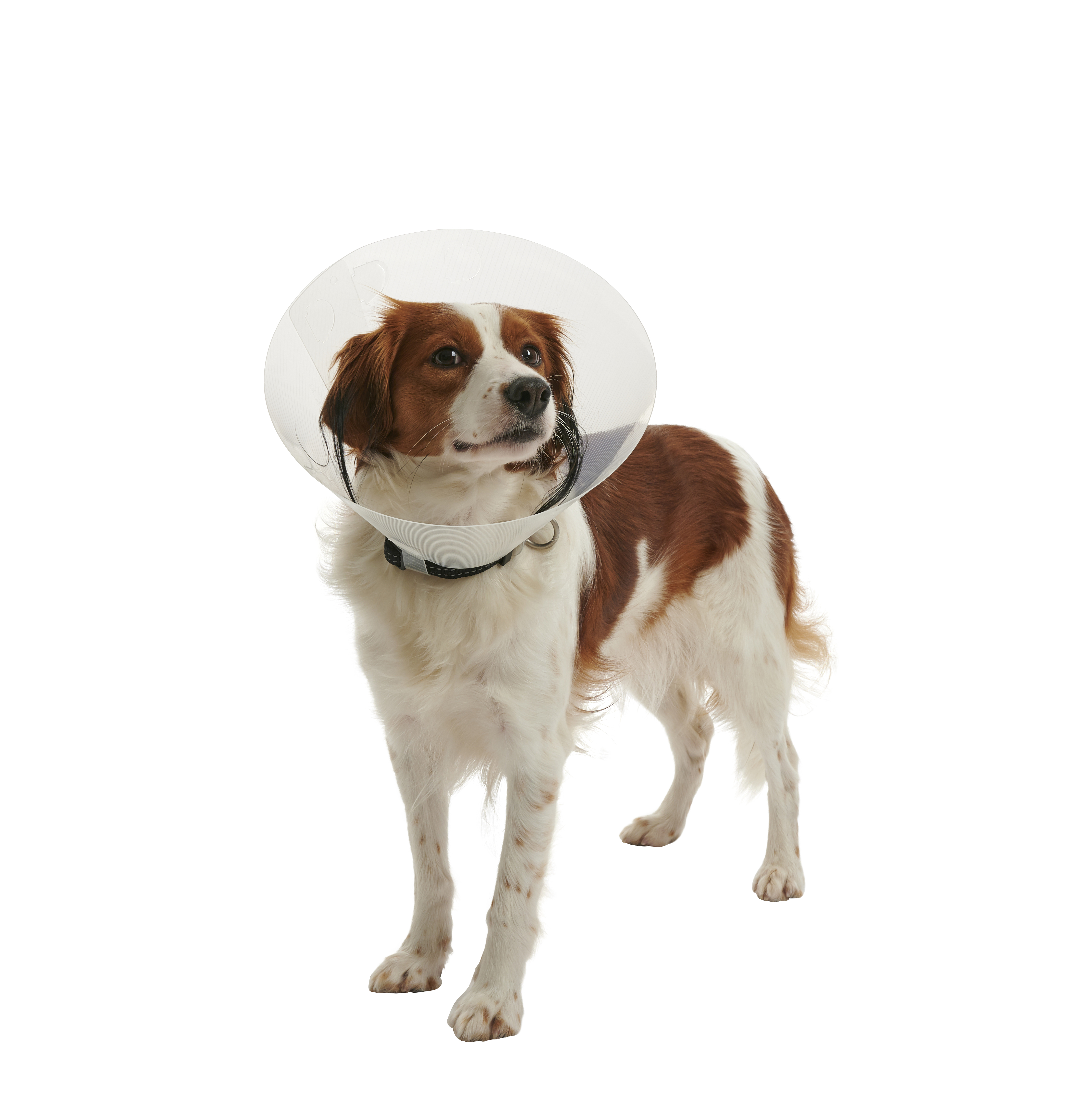 BUSTER Clic Collar, 7,5 cm, 10/pk