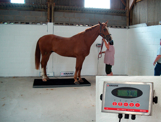 EQUIVET 1000 Equine Scale