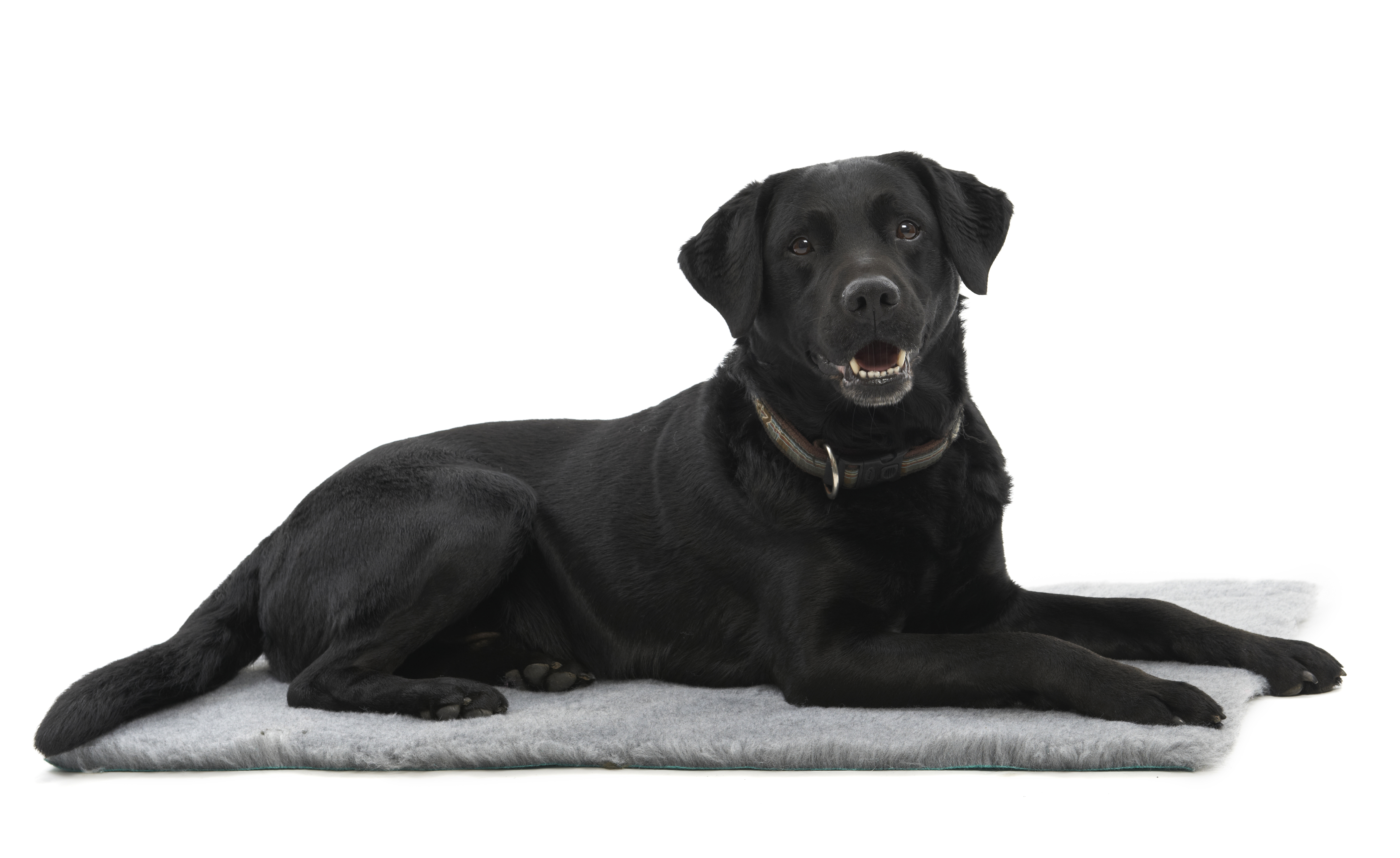 KRUUSE Vet Bed, grey, 48 x 38 cm